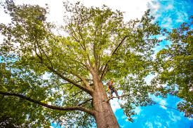 Best Tree Maintenance Programs  in Morris Plains, NJ