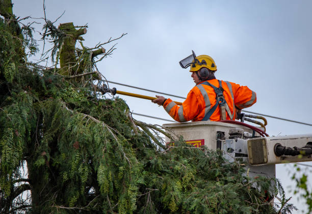 Best Tree Trimming and Pruning  in Morris Plains, NJ