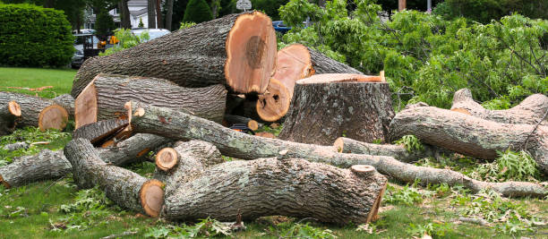 Best Hazardous Tree Removal  in Morris Plains, NJ